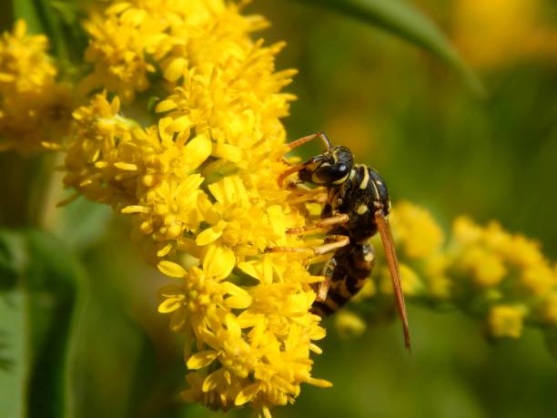istock Wild wasp insect on meadow flowers close-up 1173190181