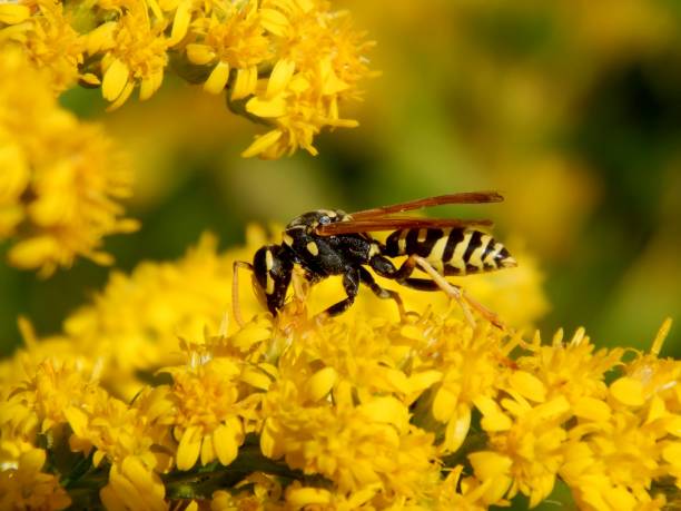 istock Wild wasp insect on meadow flowers close-up 1173190185