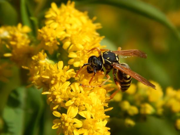 Wild wasp insect on meadow flowers close-up