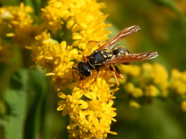 istock Wild wasp insect on meadow flowers close-up 1173190194