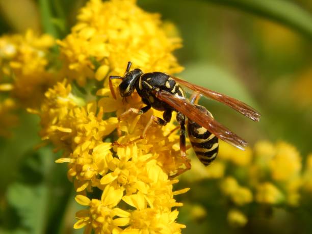 istock Wild wasp insect on meadow flowers close-up 1173190195