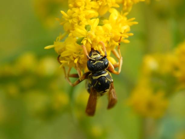 istock Wild wasp insect on meadow flowers close-up 1173190200