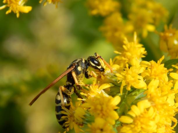 istock Wild wasp insect on meadow flowers close-up 1173190201