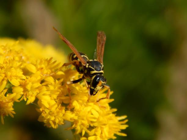 istock Wild wasp insect on meadow flowers close-up 1173190218