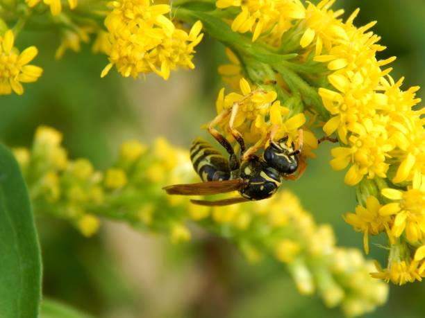 istock Wild wasp insect on meadow flowers close-up 1173190219