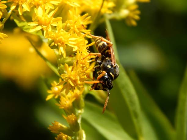 istock Wild wasp insect on meadow flowers close-up 1173190221