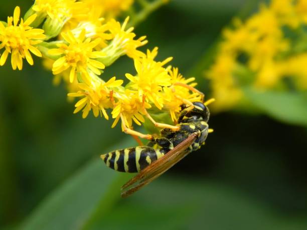 istock Wild wasp insect on meadow flowers close-up 1173190224