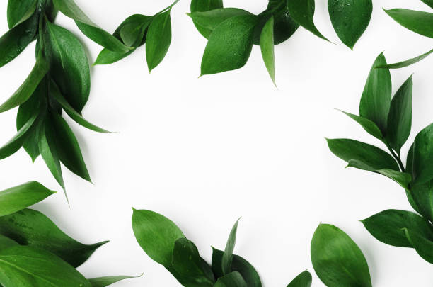 istock Green twigs top view frame with text space. Decorative plant branches, greenery border. Fresh leaves with dew drops on white background. Exotic foliage, tropical, rainforest plant backdrop 1173190761