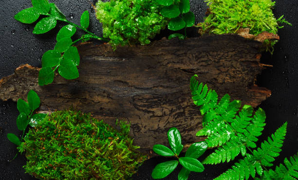 istock Tree bark slice with greenery top view. Trunk piece with various leaves close up. Decorative botanical backdrop with copyspace. Different foliage, moss and wood on wet surface with water drops 1173190973