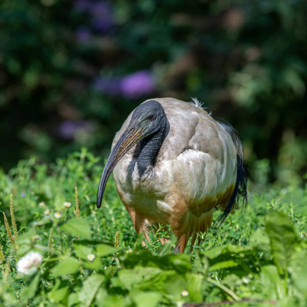 istock Sacred ibis Walking in Grass 1173191860