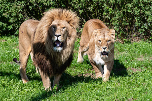 istock Lion and Lioness Standing Together 1173192326