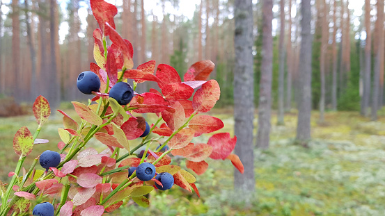 Fresh blueberries on branches with red leaves in autumn forest