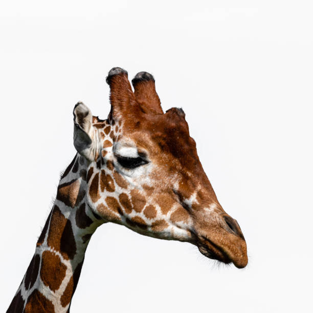 istock Beautiful Rothschild Giraffe Head Portrait 1173192687