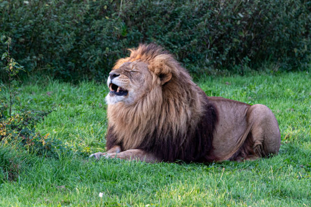 istock Large Male Lion in Grassland 1173192827
