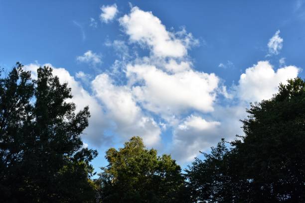 istock Trees at the park with blue sky and clouds 1173192843