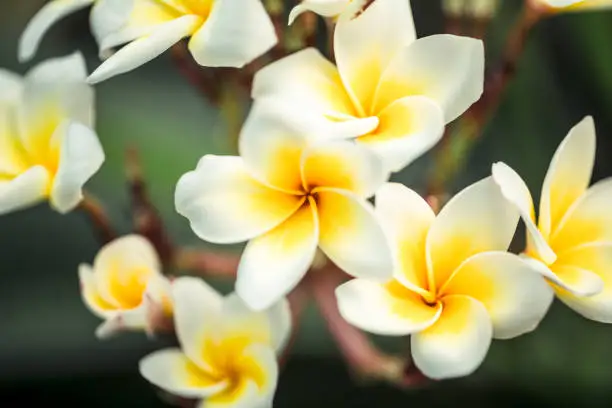 Photo of Frangipani flower Plumeria alba . Tropical white flowers with yellow middle