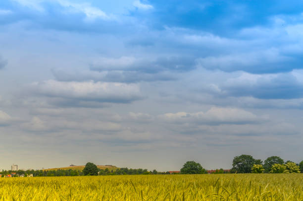 Holland windmill landscape with blue sky and green grass. Widmill in Luneburg, Germany