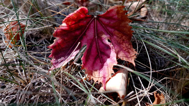 istock Bright purple grapevine leaf among grass blades. Dry grape leaf fallen on ground covered with fresh green and dried brown blades of grass. Autumn textures. Fall background 1173195108