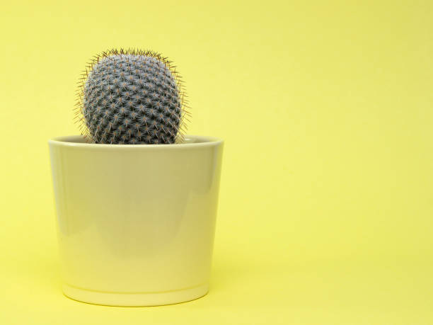 ronde cactus in een gele vaas, op een gele achtergrond. kopieer ruimte. - vase texture stockfoto's en -beelden