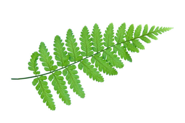 istock A fresh fern leaf on white background 1173196476
