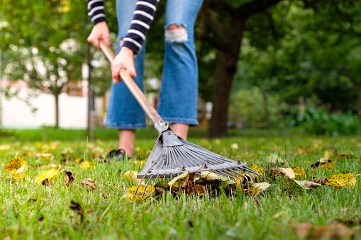 Raking fallen leaves in garden. Gardener woman cleaning lawn from leaves in backyard. Woman standing with rake. Autumnal seasonal work in garden.