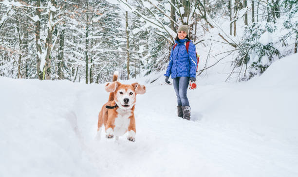 perro beagle activo corriendo en nieve profunda. su dueña femenina mirando y sonriendo. el invierno camina con la imagen conceptual de las mascotas. - people dog winter cute fotografías e imágenes de stock