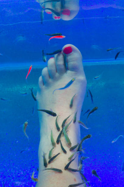istock Fish Garra rufa in the aquarium treated feet 1173196845