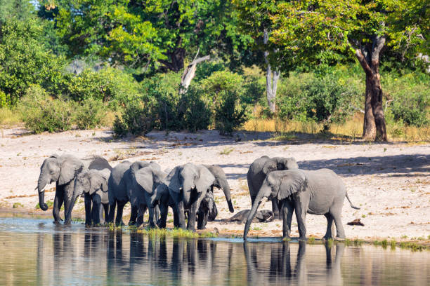 istock African elephant, Namibia, Africa safari wildlife 1173197609