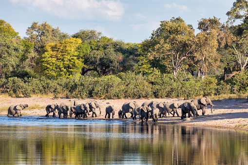 herd of African elephant with small babies, Loxodonta on waterhole in Bwabwata, Caprivi strip game park, Namibia, Africa safari wildlife and wilderness