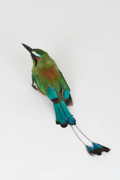 One eumomota bird One eumomota bird sit on white studio background motmot stock pictures, royalty-free photos & images