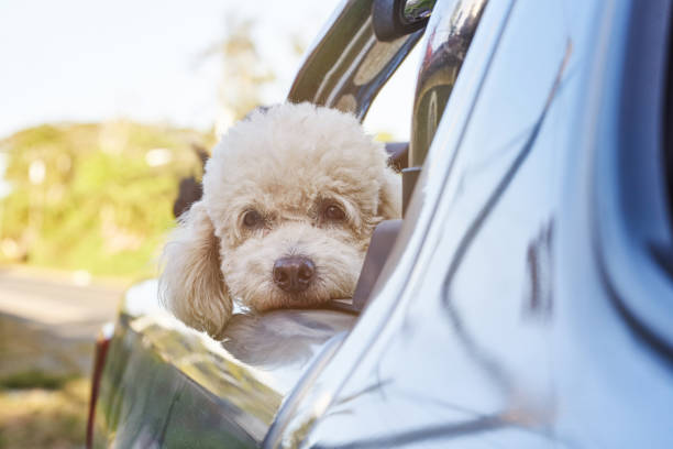 istock Poodle dog in pickup back 1173197853