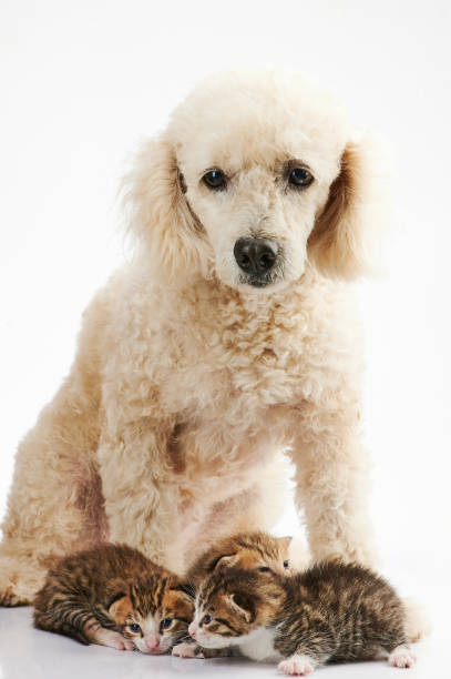 istock White poodle dog with small kitty's 1173197893