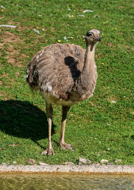istock Darwin's rhea, Rhea pennata also known as the lesser rhea. 1173198748