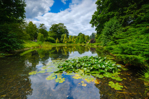 istock Summer landscape of pond in park 1173198749