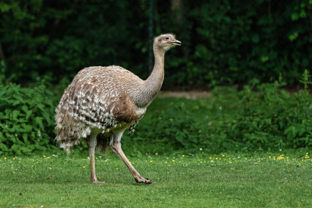 istock Darwin's rhea, Rhea pennata also known as the lesser rhea. 1173198810