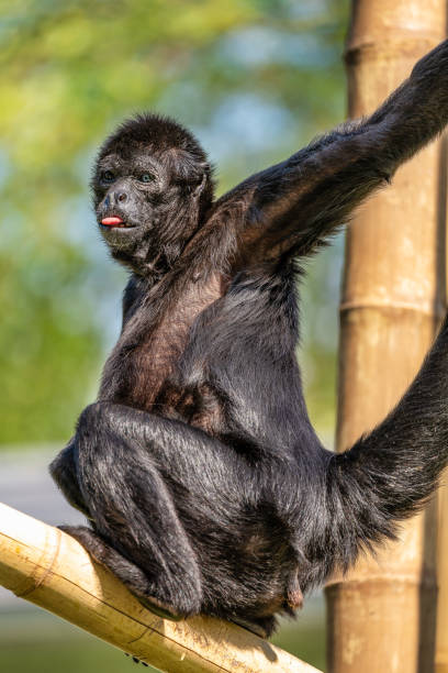 istock The black-headed spider monkey, Ateles fusciceps is a species of spider monkey 1173198853