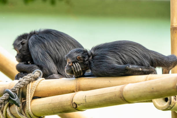 istock The black-headed spider monkey, Ateles fusciceps is a species of spider monkey 1173198898