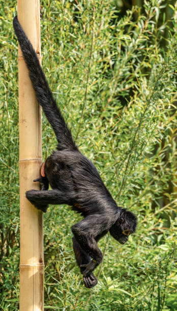 istock The black-headed spider monkey, Ateles fusciceps is a species of spider monkey 1173198919