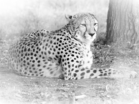 Cheetah in a sitting position