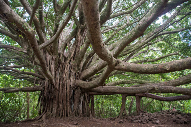 istock Giant Banyan tree in the forest 1173200339