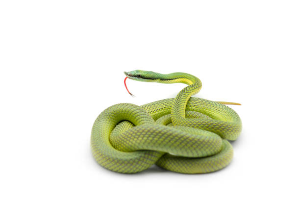 istock Baron's green racer snake isolated on white background 1173201875