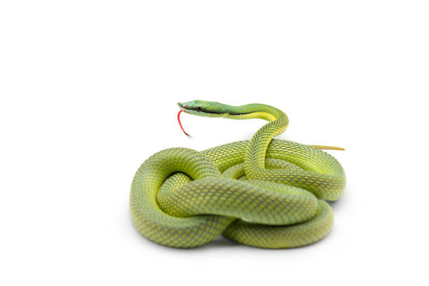 Baron's green racer snake isolated on white background Baron's green racer snake isolated on white background snake photos stock pictures, royalty-free photos & images