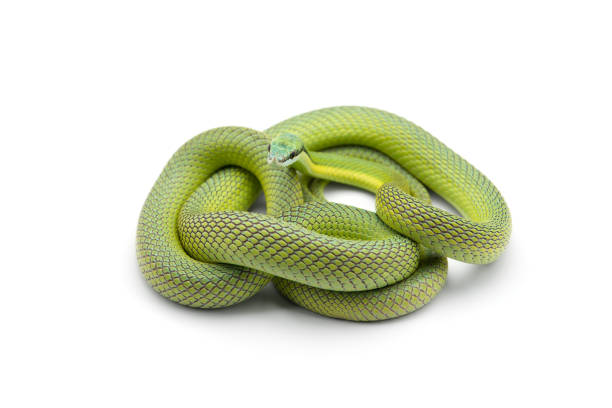 istock Baron's green racer snake isolated on white background 1173201876