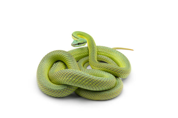 istock Baron's green racer snake isolated on white background 1173201877
