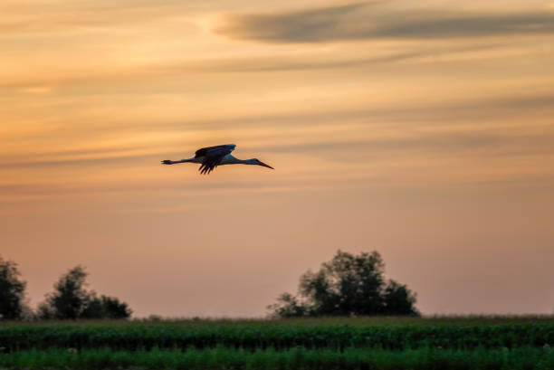 Stork bird flying over a field at sunset stock photo