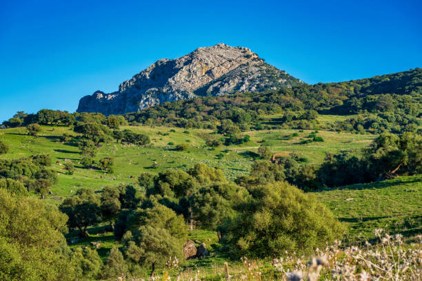 landscape near ubrique, cadiz. spain, andalusia in the park of alcornocales - ubrique imagens e fotografias de stock