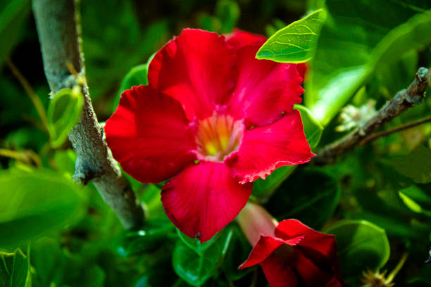 istock Rose Adenium flower 1173203283