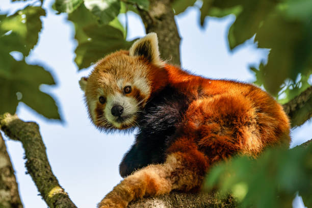 istock The red panda, Ailurus fulgens, also called the lesser panda. 1173203531