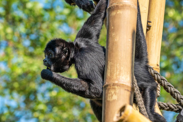 istock The black-headed spider monkey, Ateles fusciceps is a species of spider monkey 1173204155