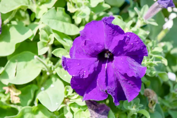 Violetflowers petunia flower in purple color. It was close-up. Right side of the photo.